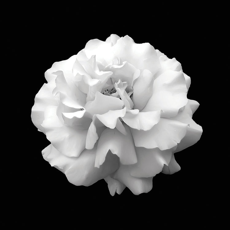 Rosa blanca salvaje vestida con arte en lienzo negro