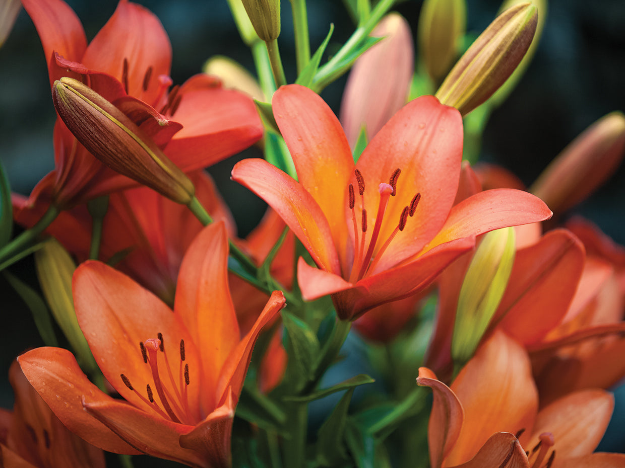 Rich Red Tiger Lilies