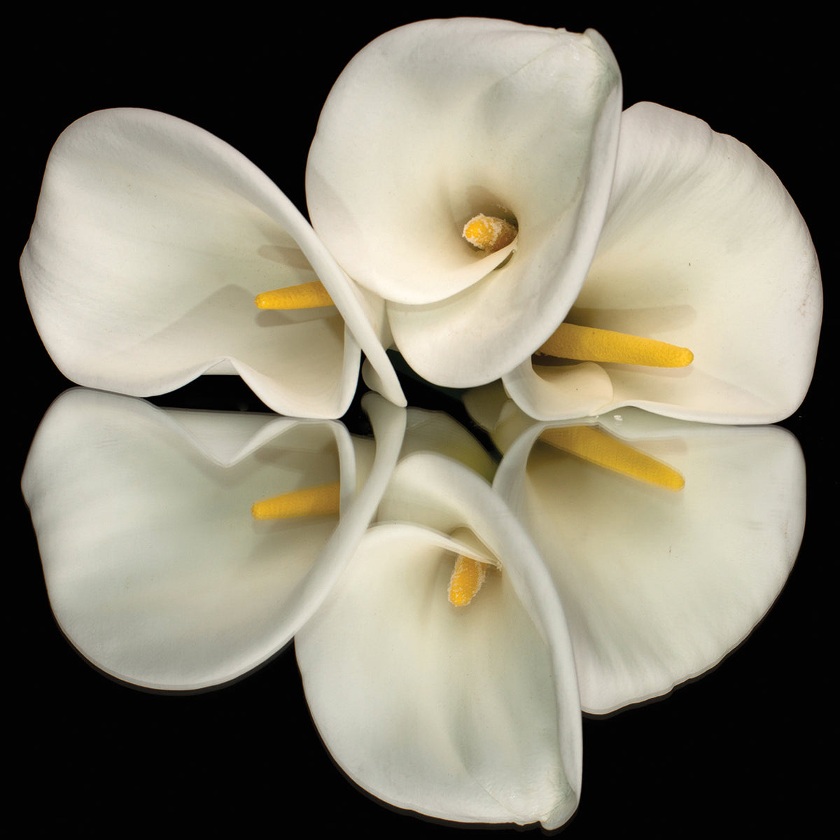 Circle of Calla Lilies