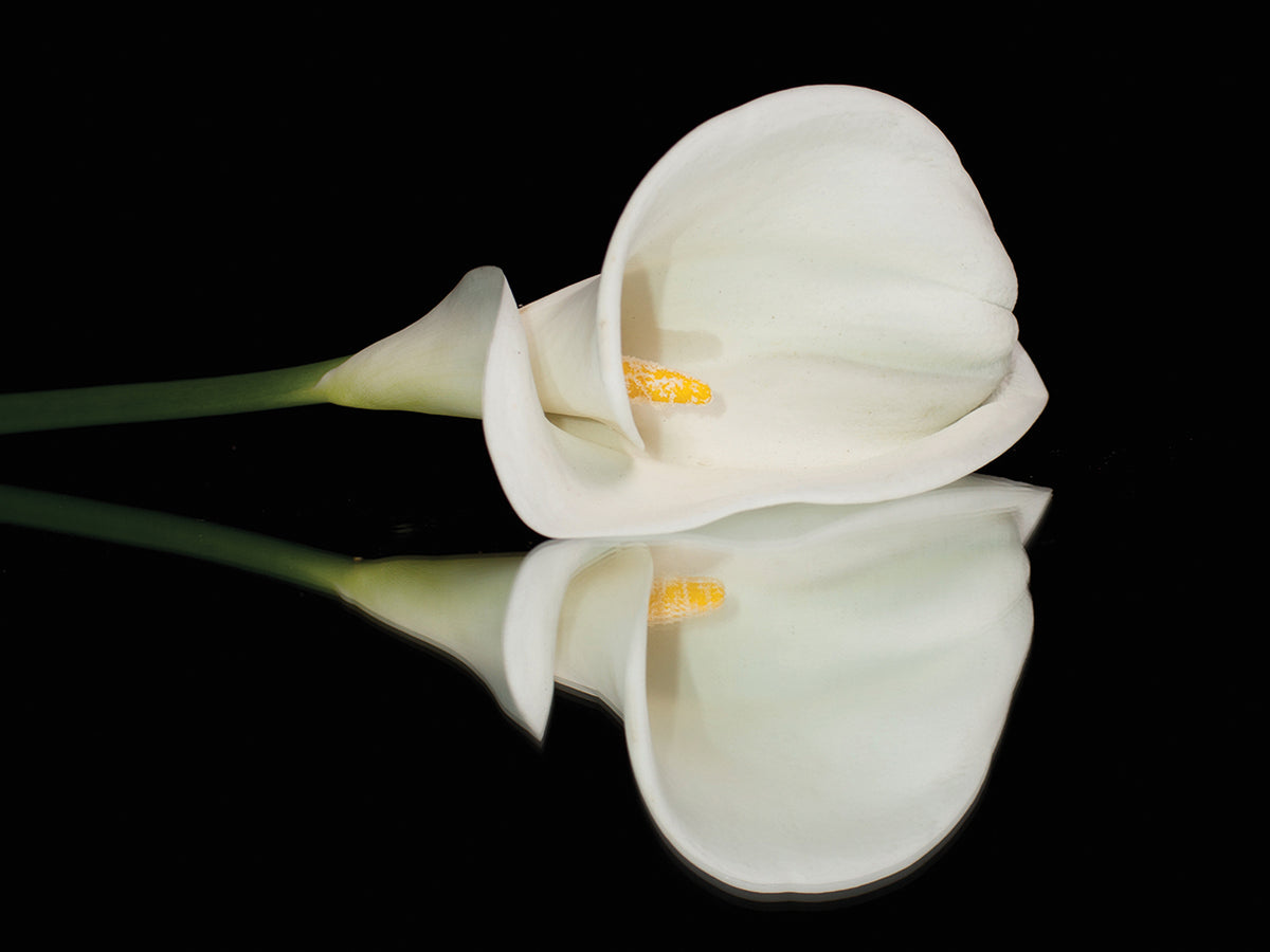 Dark Mirror Calla Lily