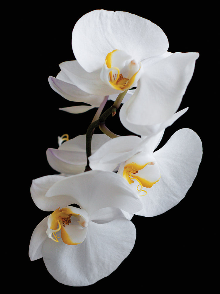 Arte de la lona del trío de la orquídea del partido del lazo negro