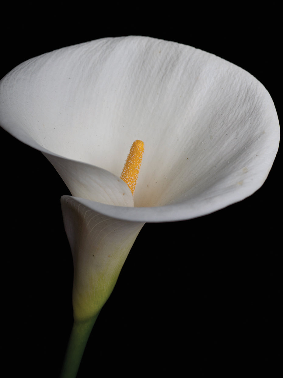 Arte de la lona de Calla Lily Aria