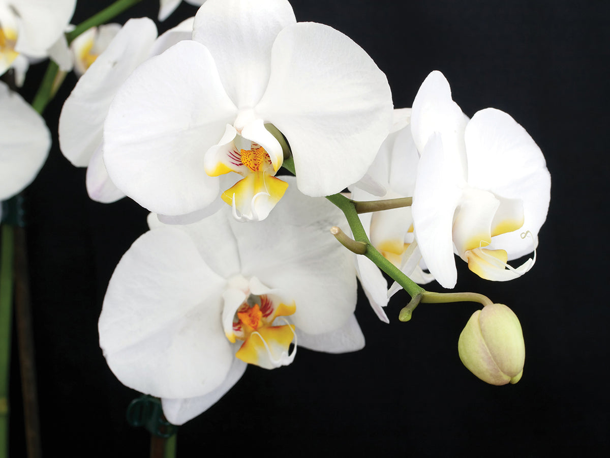 Night of the Orchids