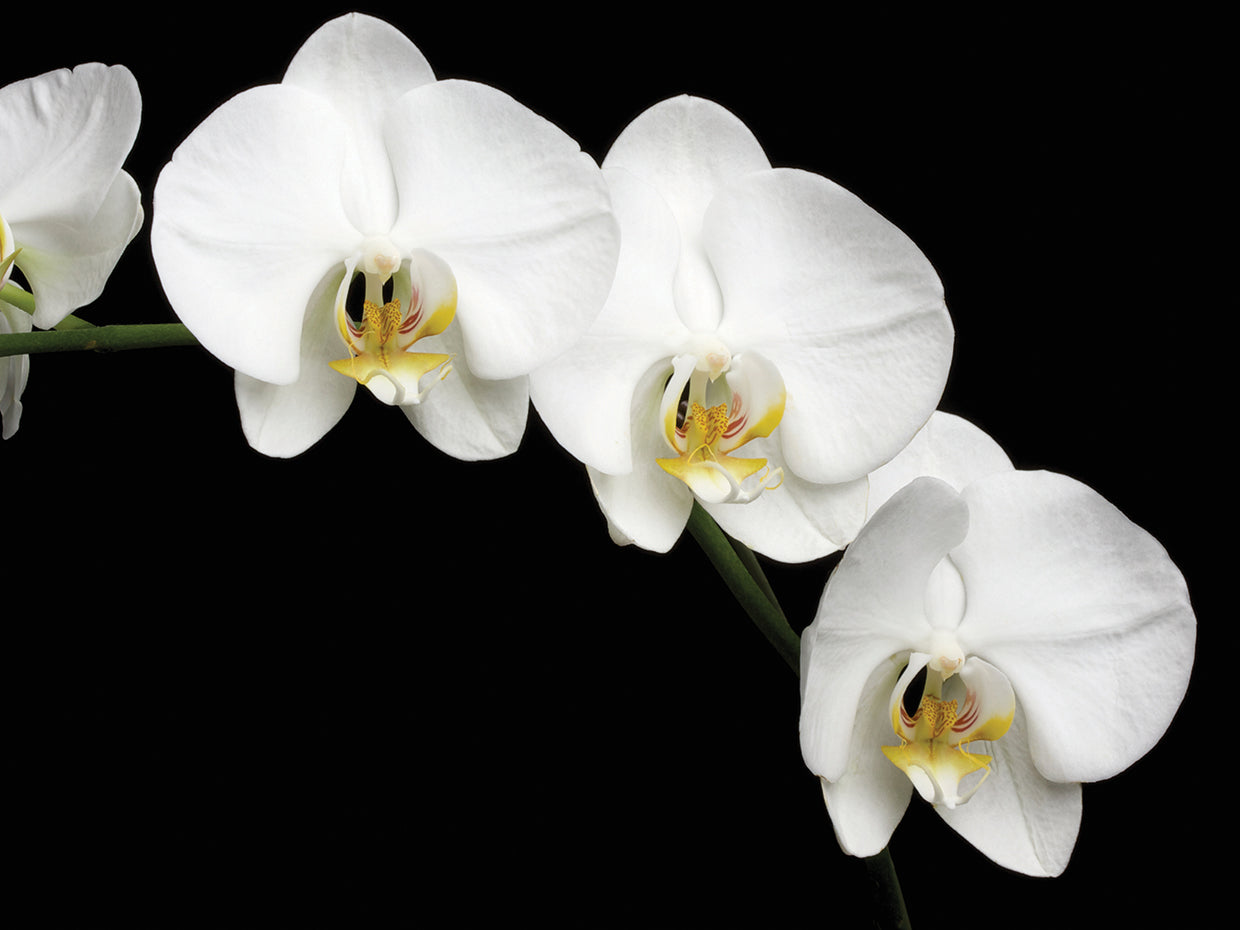 Orchids Take a Bow