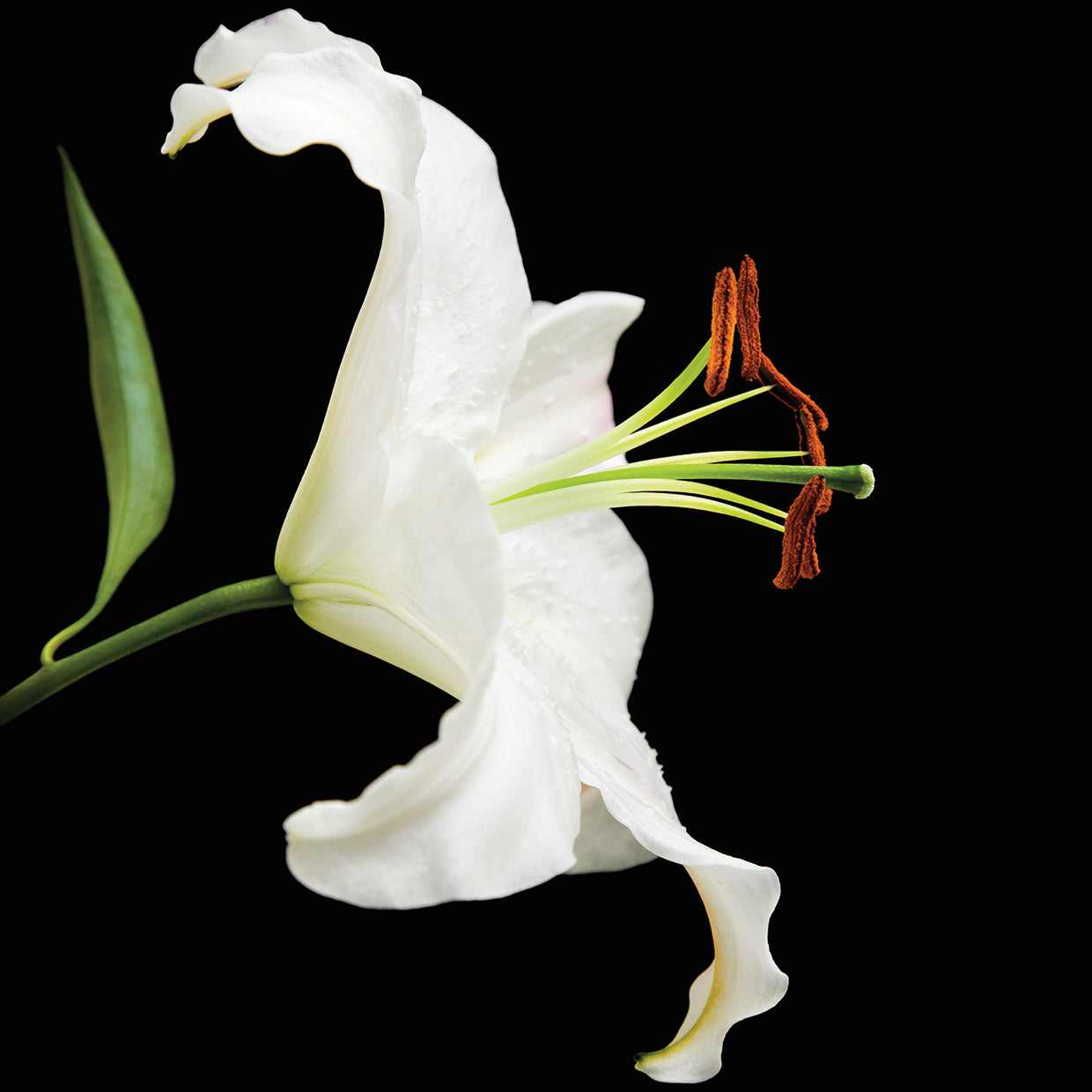 Arte de la lona de los deseos del lirio blanco