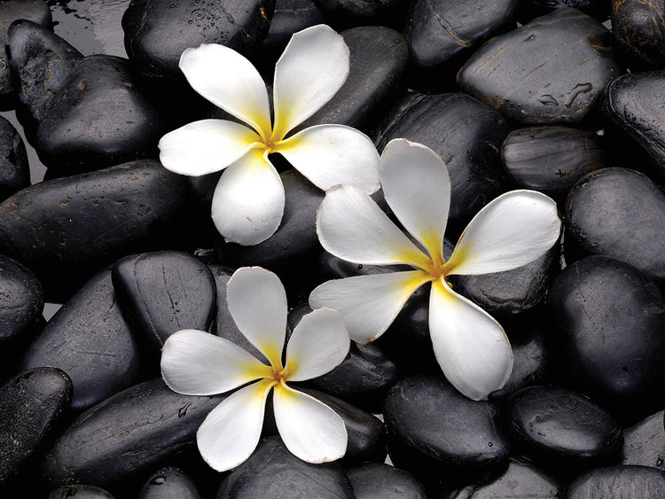 Arte de la lona de las floraciones del balneario de Bali