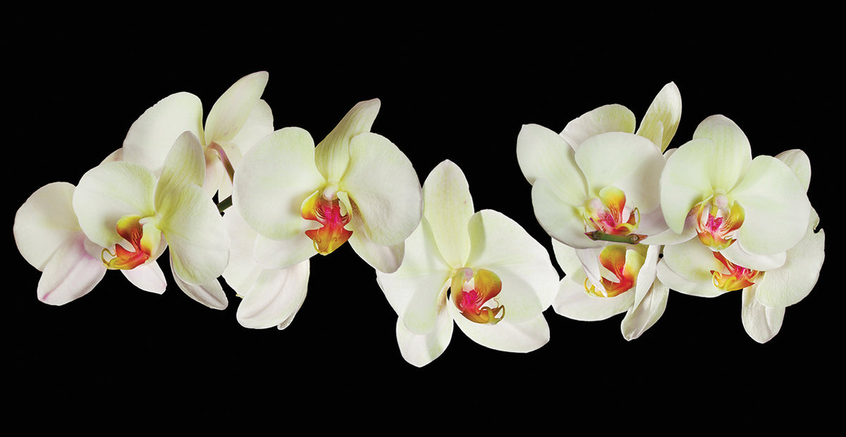 Yellow Orchid Orchestration