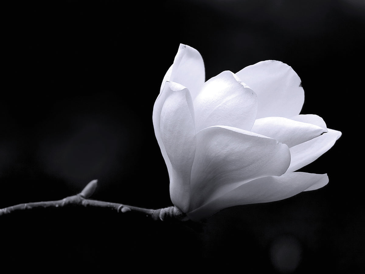 Southern Spring Magnolia
