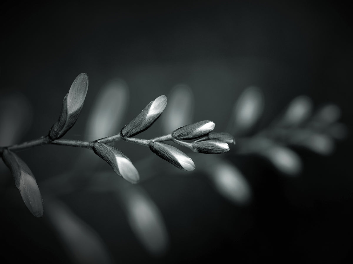 Graceful Grey Spring Buds