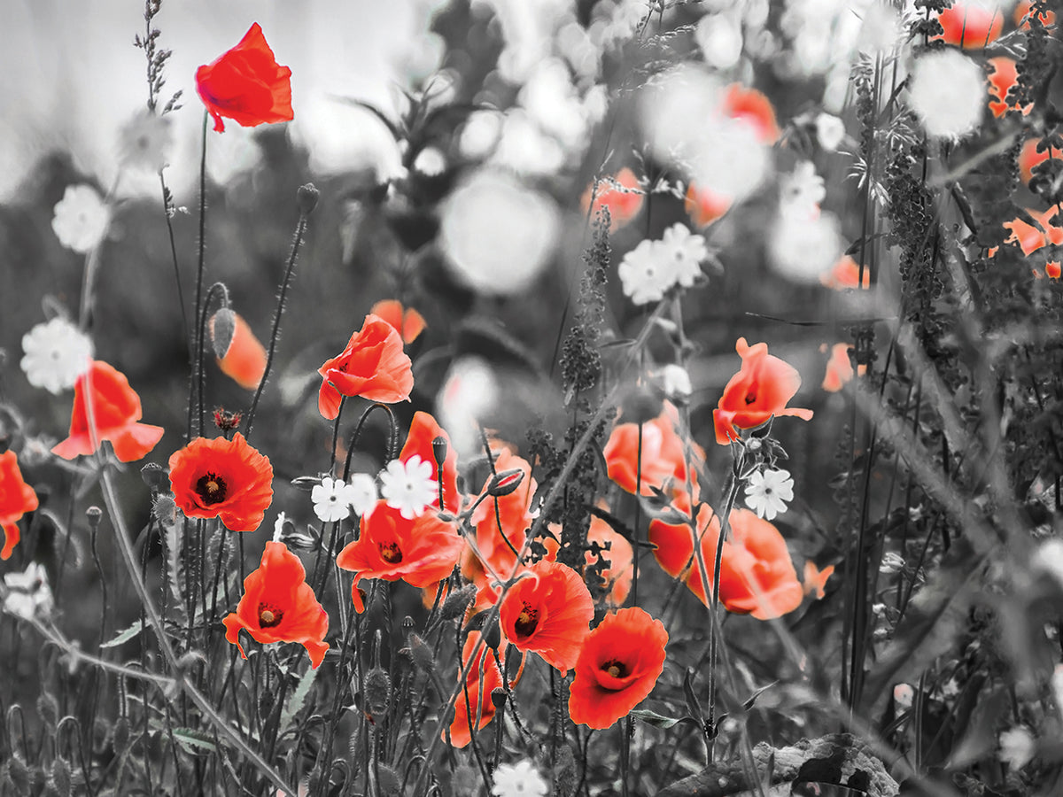 Red Poppies are Easy to Spot