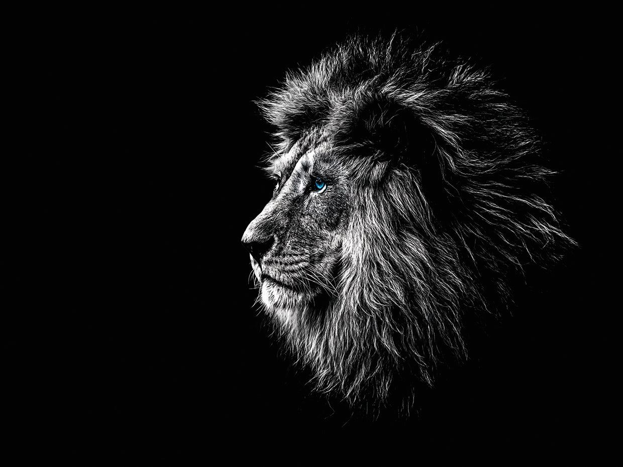 Blue Eyed King of the Jungle Lion
