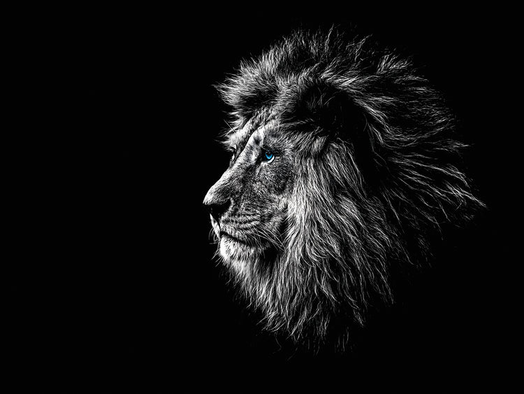 Arte de la lona del león de la selva del rey de ojos azules
