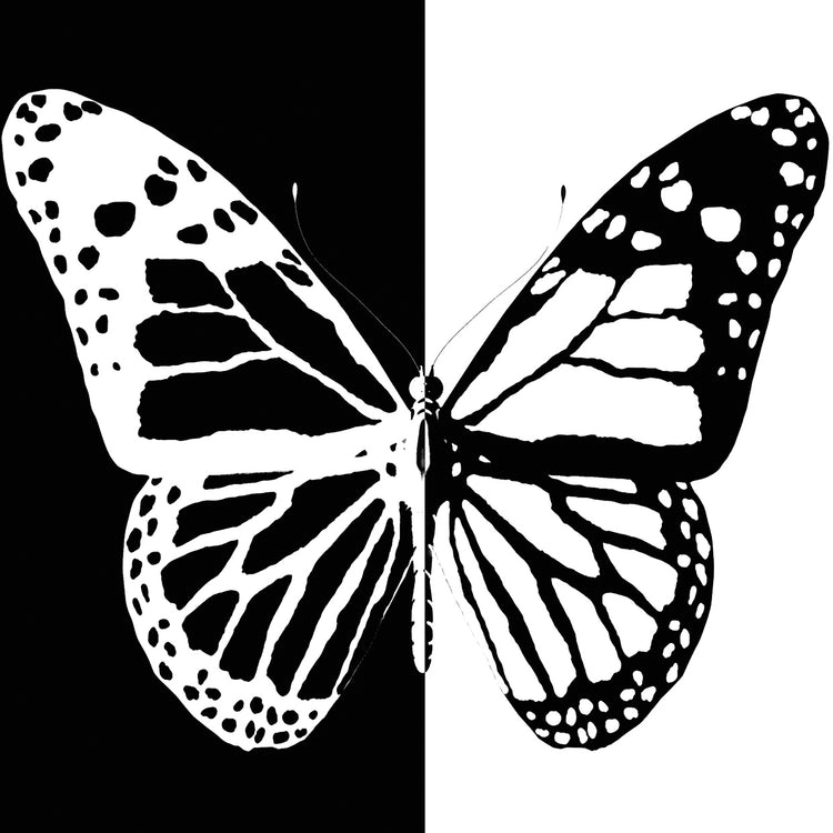 Bold Butterfly in Black and White