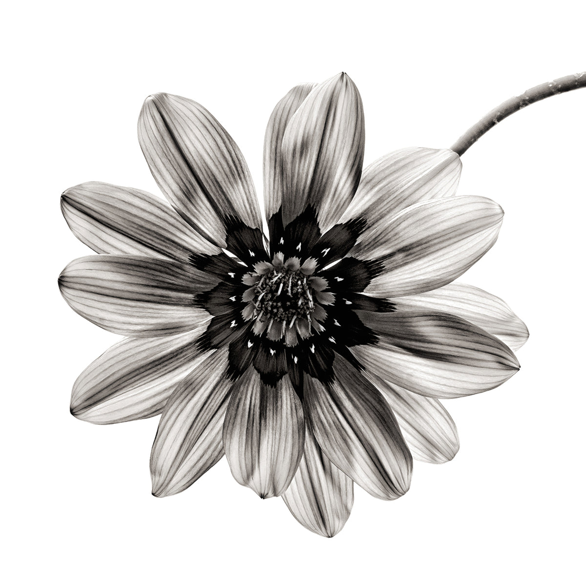 He Loves Me in Grey Petals