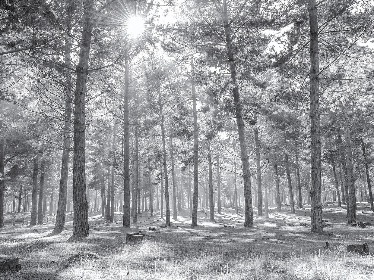 Sigue la luz del sol a través del bosque Lienzo