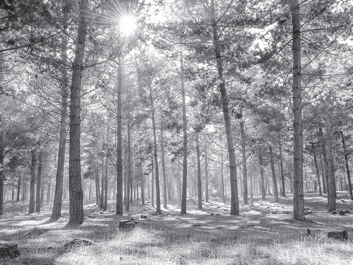 Follow the Sunlight Through the Woods