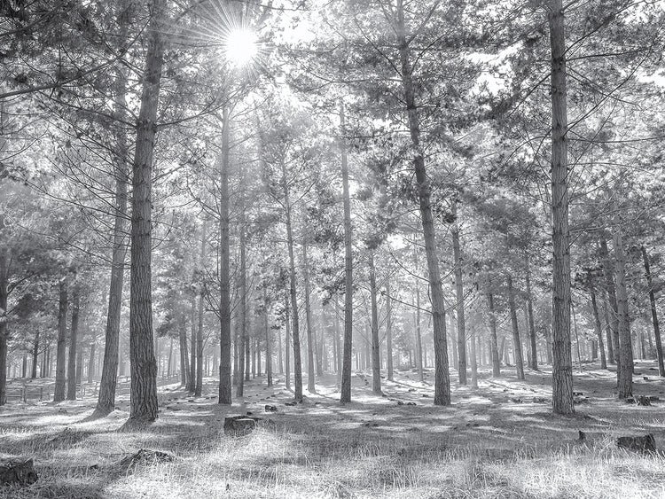 Sigue la luz del sol a través del bosque Lienzo