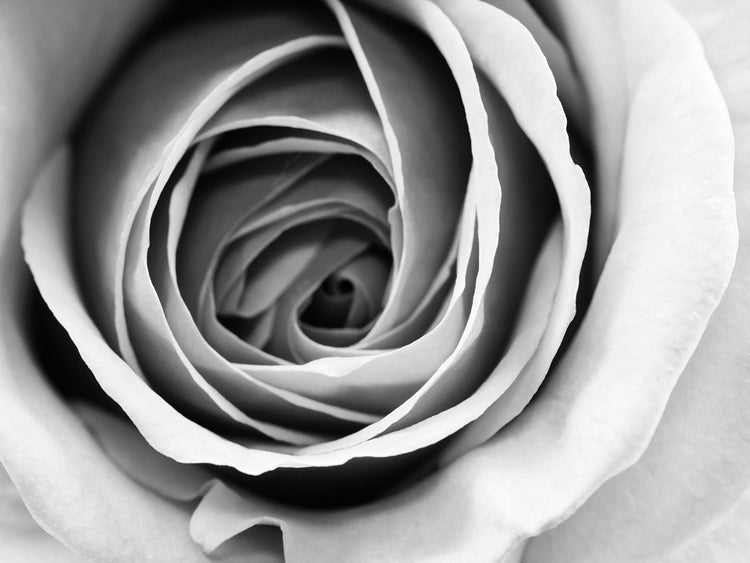 Delicate Rose Petal Swirls