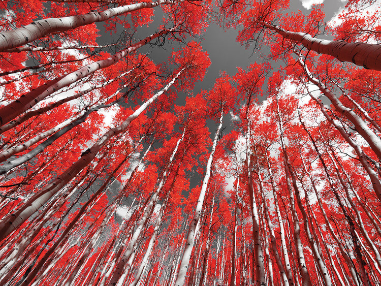 Scarlet Leaves Reaching Tall