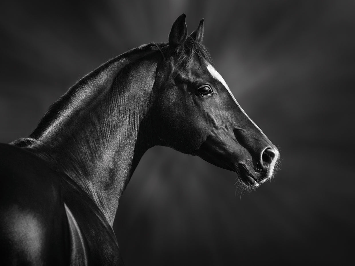 Proud Arabian Stallion Gaze