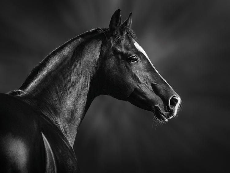 Proud Arabian Stallion Gaze