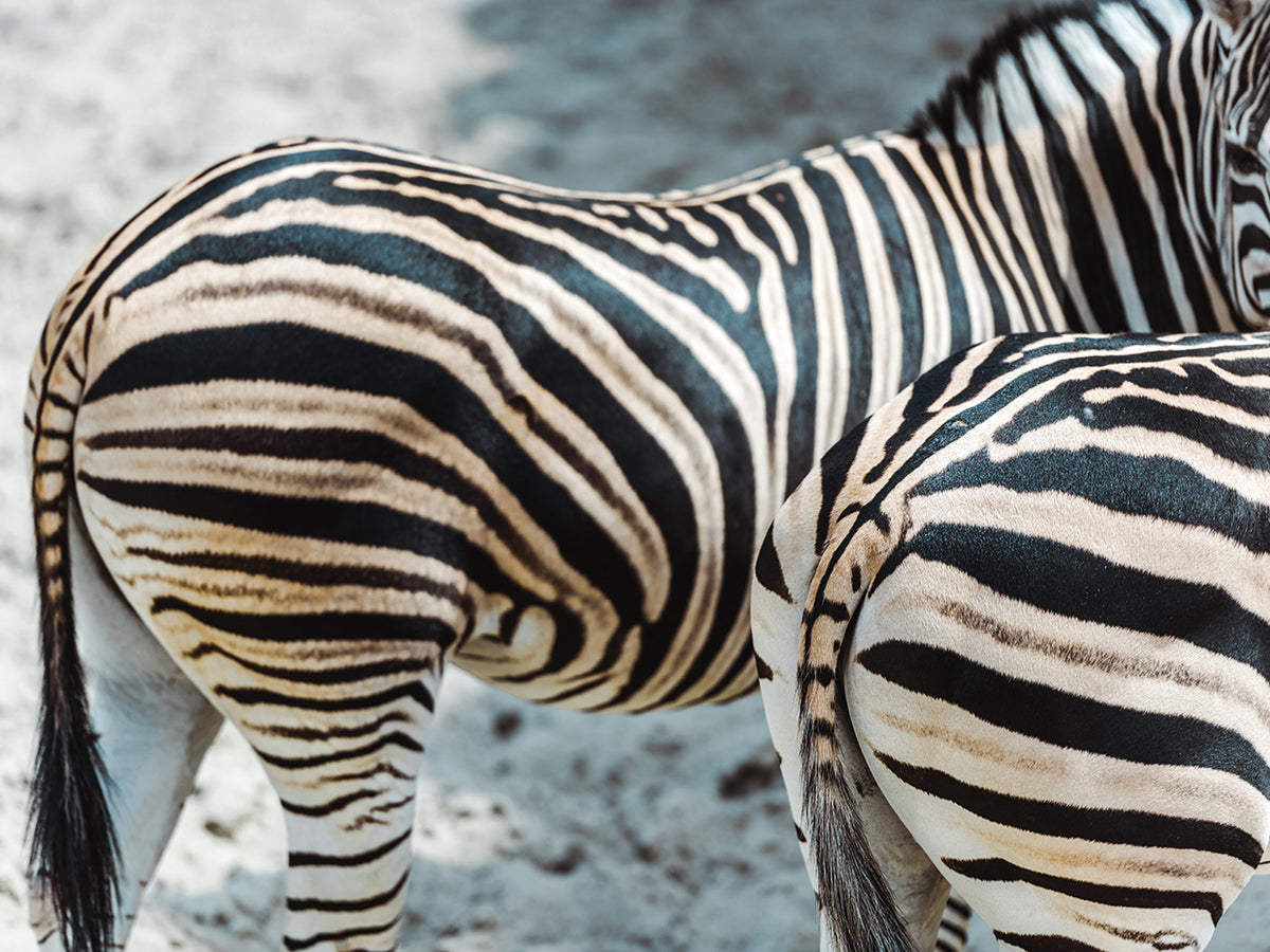 Zippy Zebra Patterns