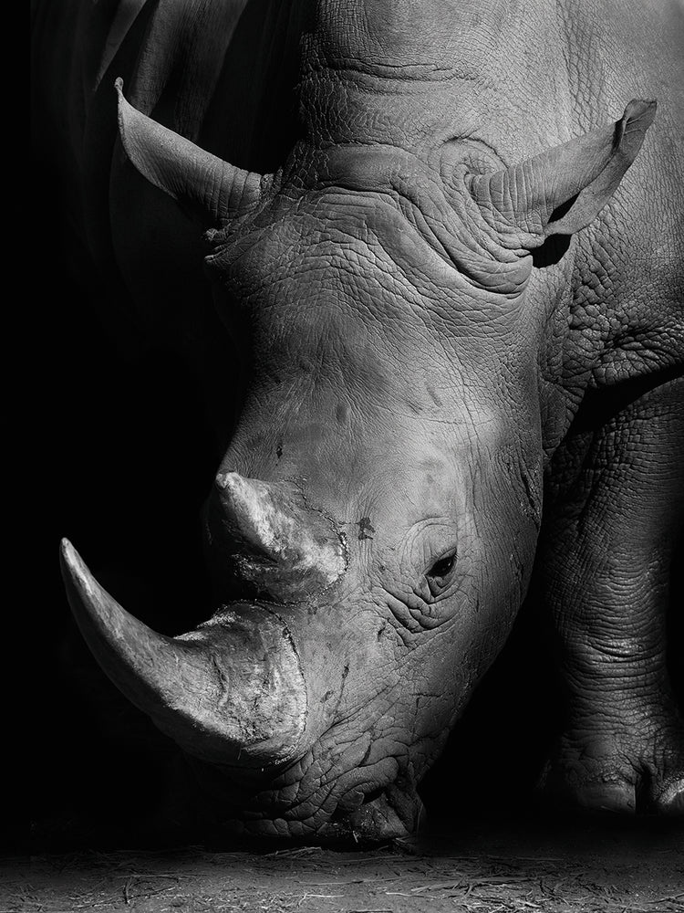 Increíble arte de lienzo de rinoceronte blanco africano