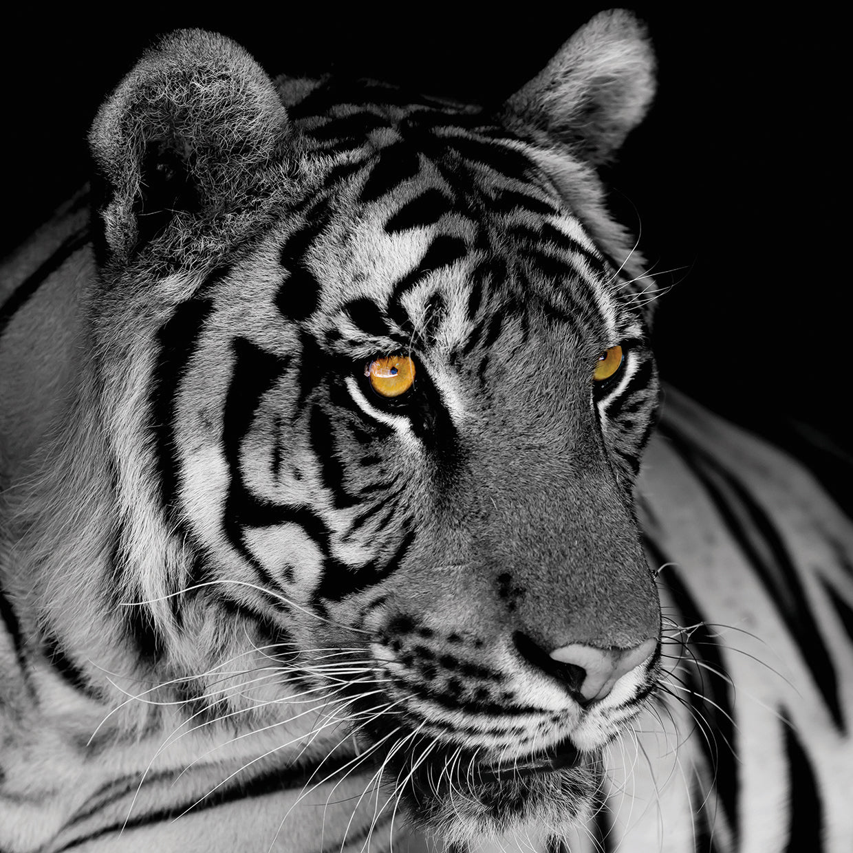 Glowing Amber Eyes Tiger