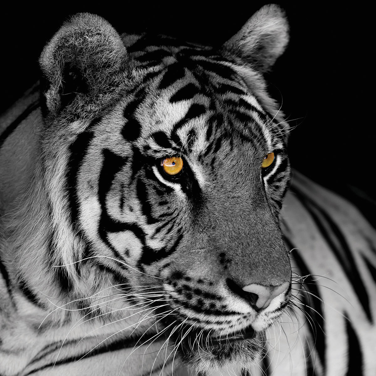 Glowing Amber Eyes Tiger