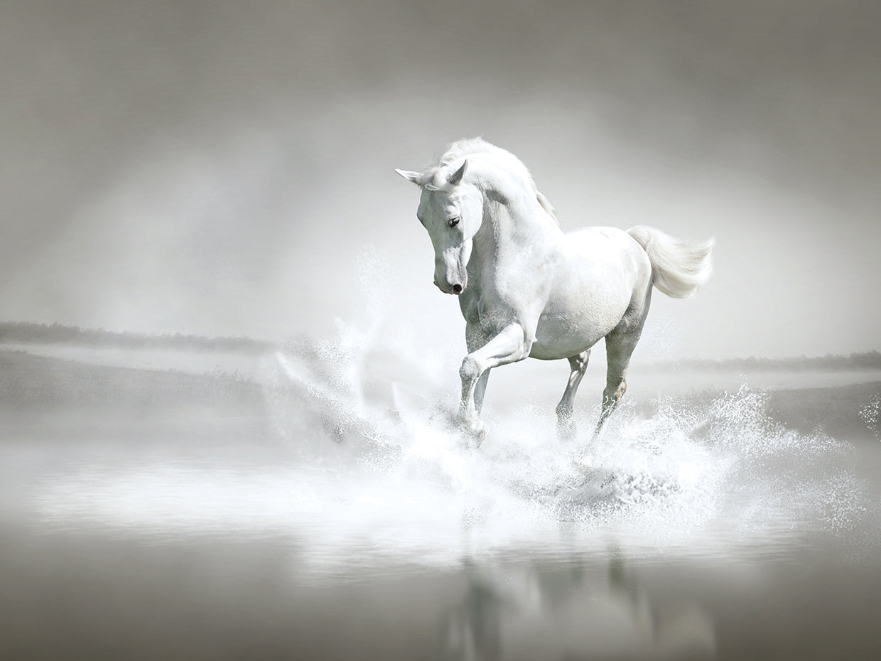 Silver Stallion Silver Splash