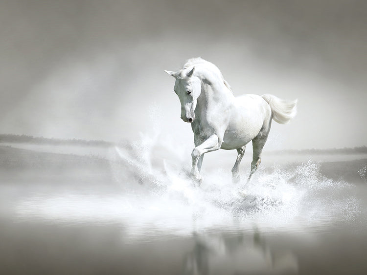 Silver Stallion Silver Splash