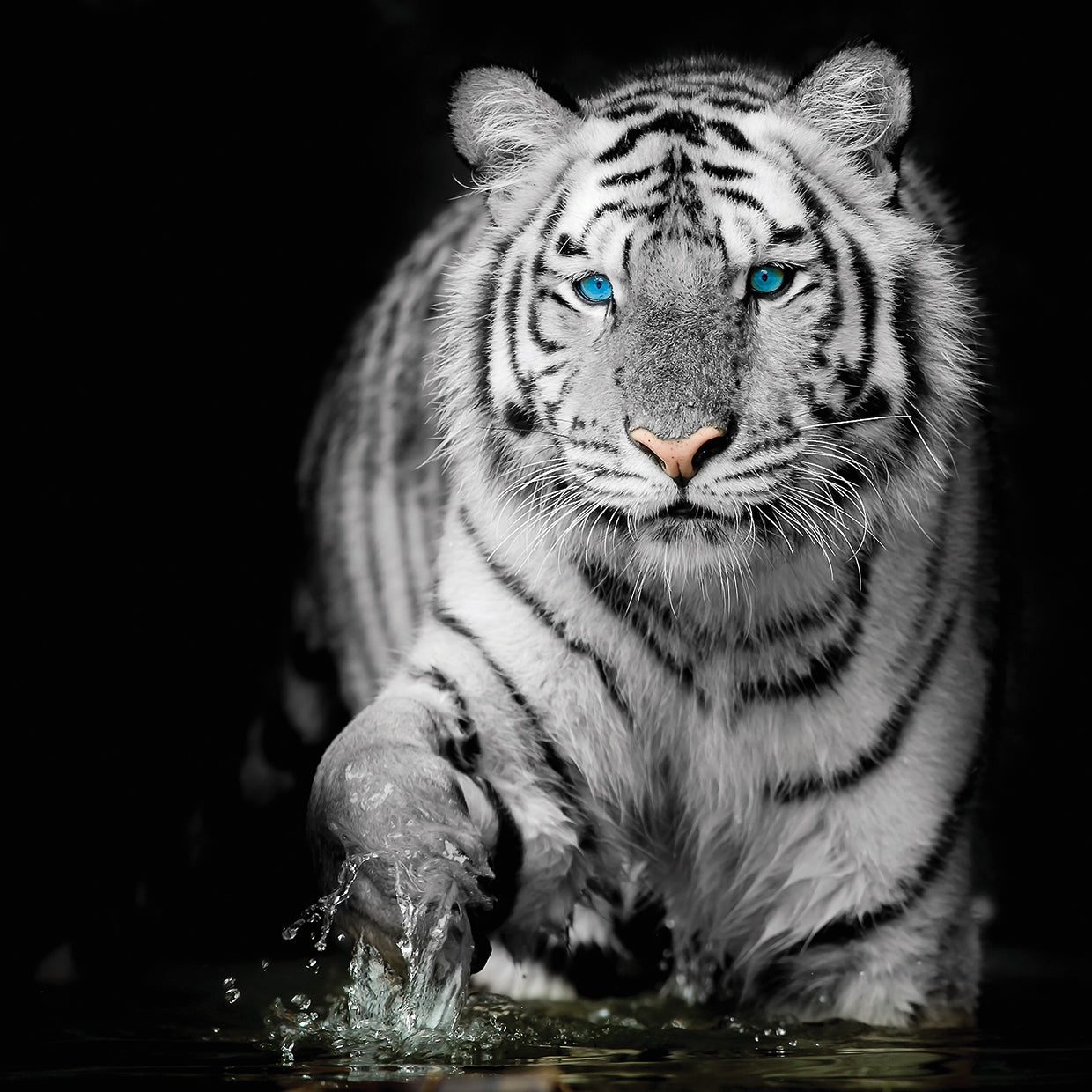 White Tiger Sapphire Stare