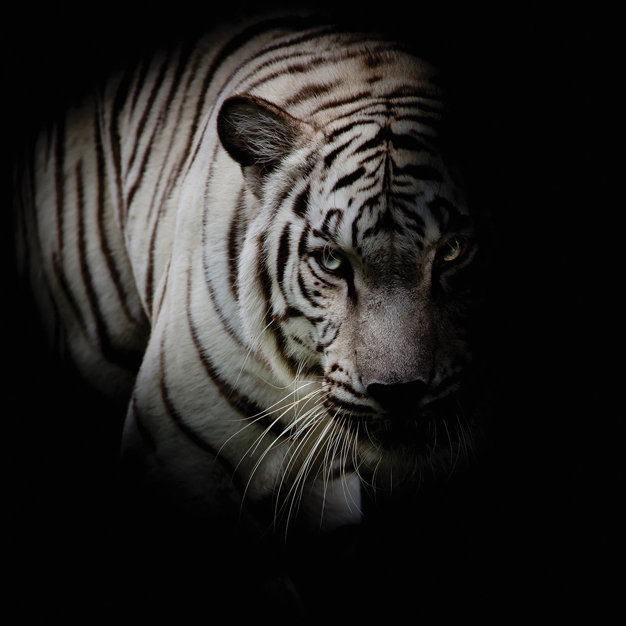 Lienzo de tigre blanco de medianoche