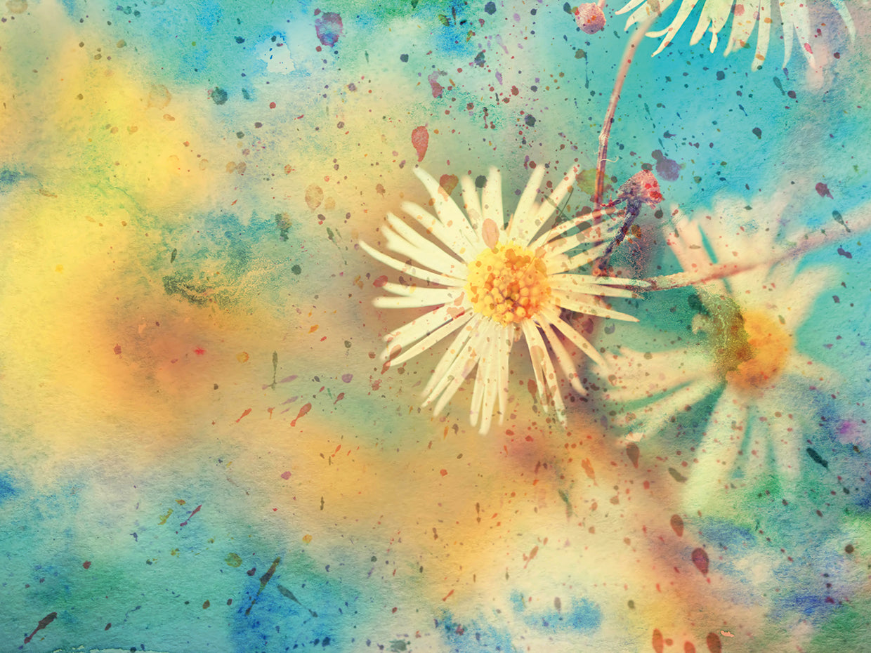 Fresh Daisy Gold Dust