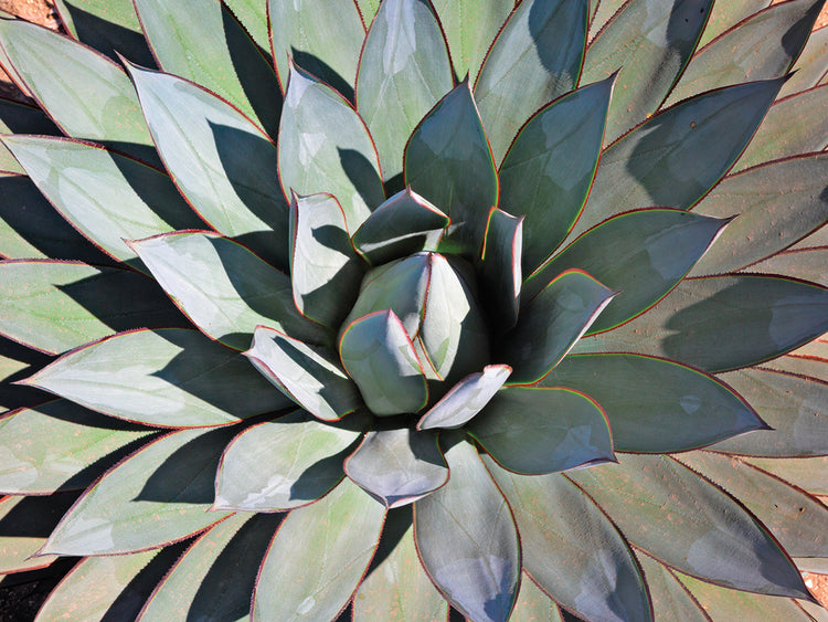 Blue Agave Shadows