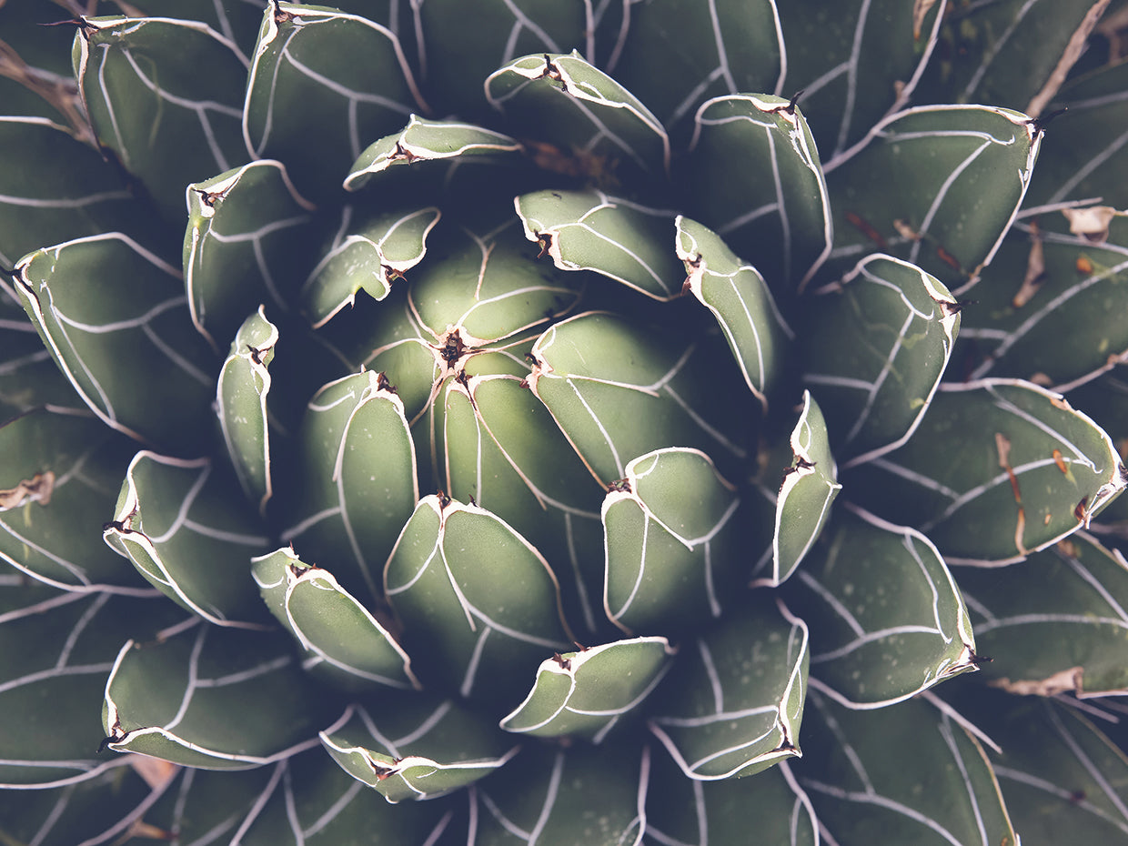About to Bloom Succulent