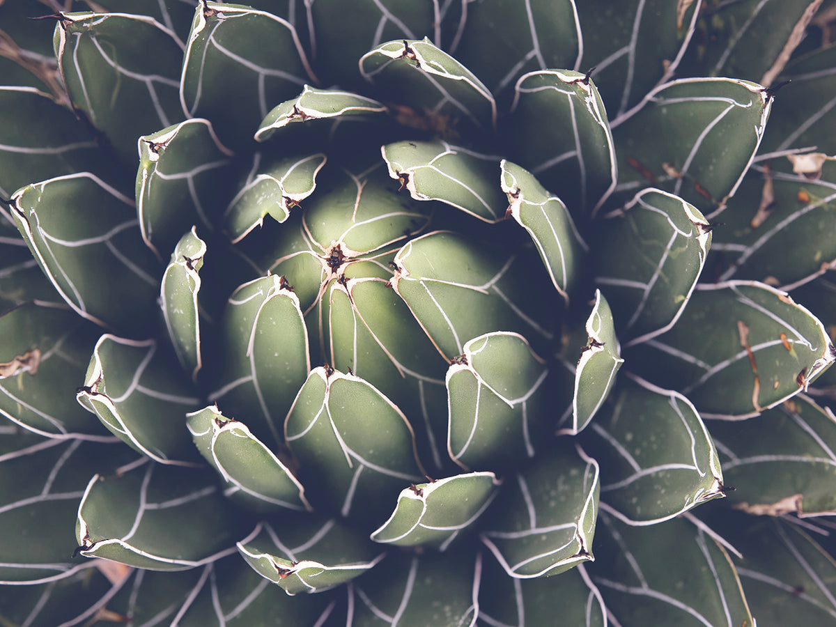 About to Bloom Succulent