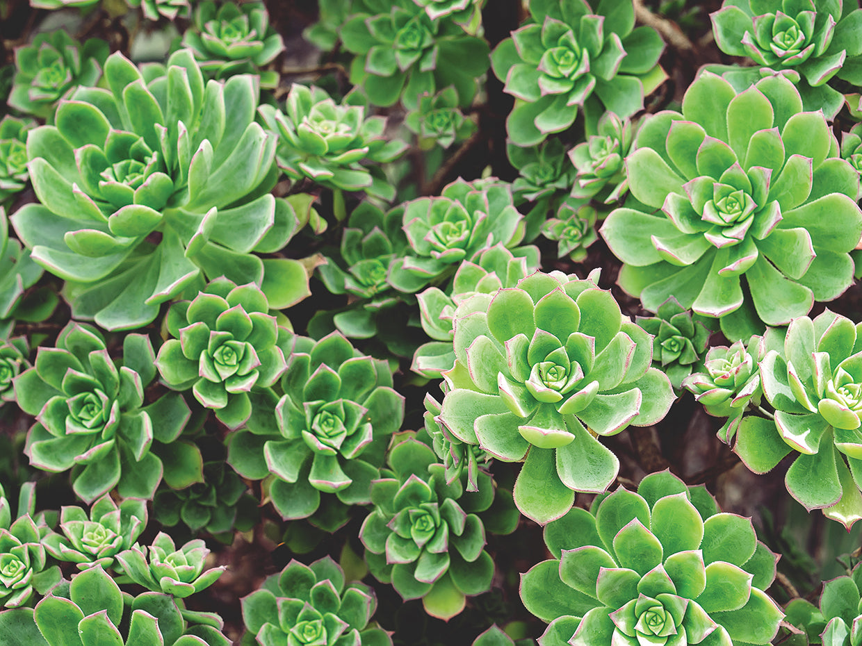 Green Goddess Garden