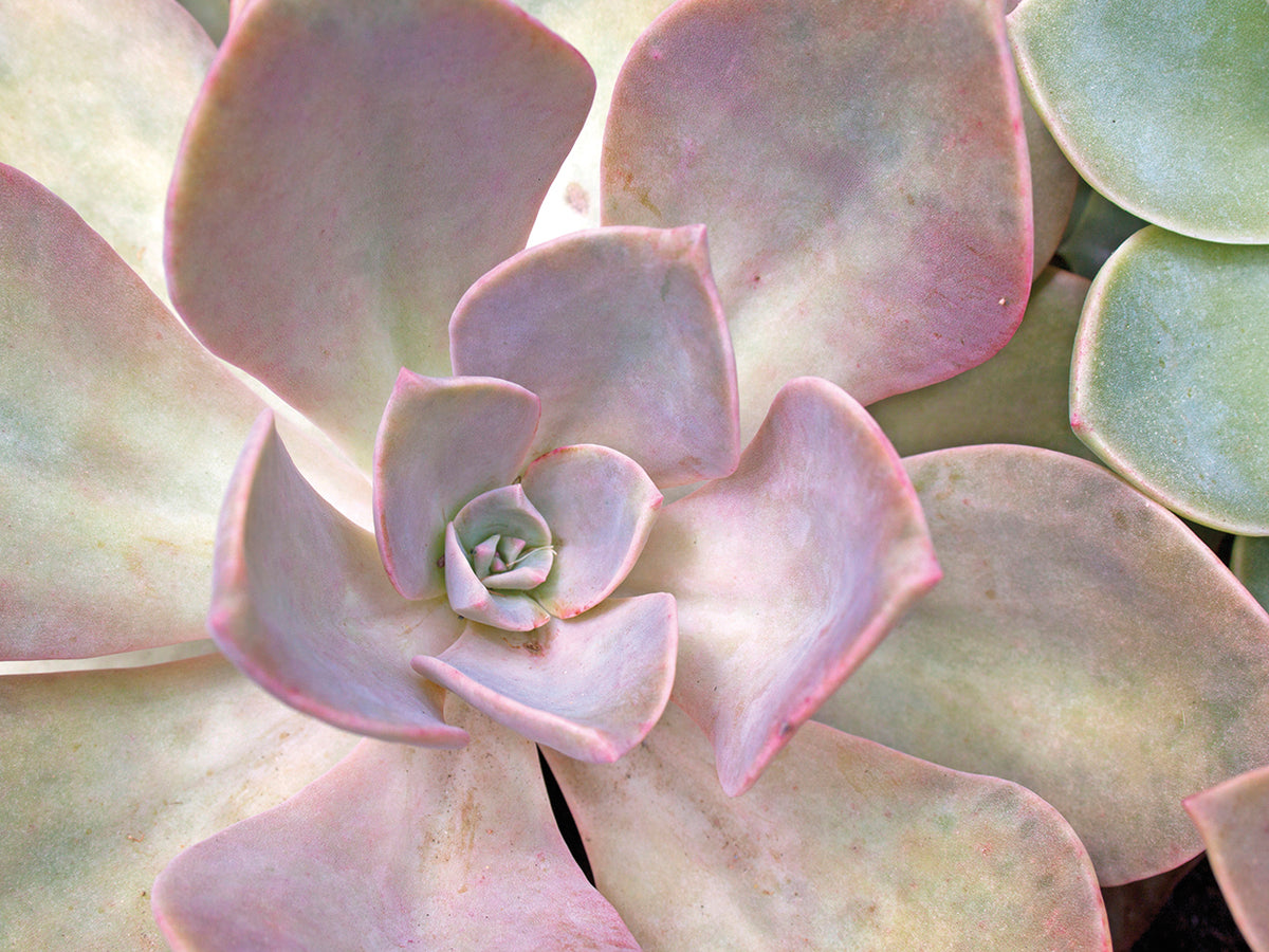 Dashing Desert Rose