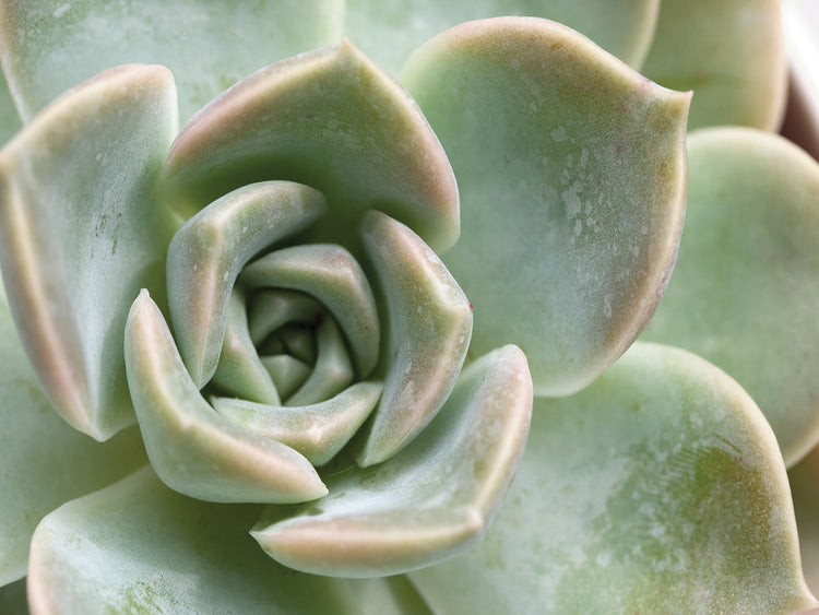 Desert Splendor Succulent