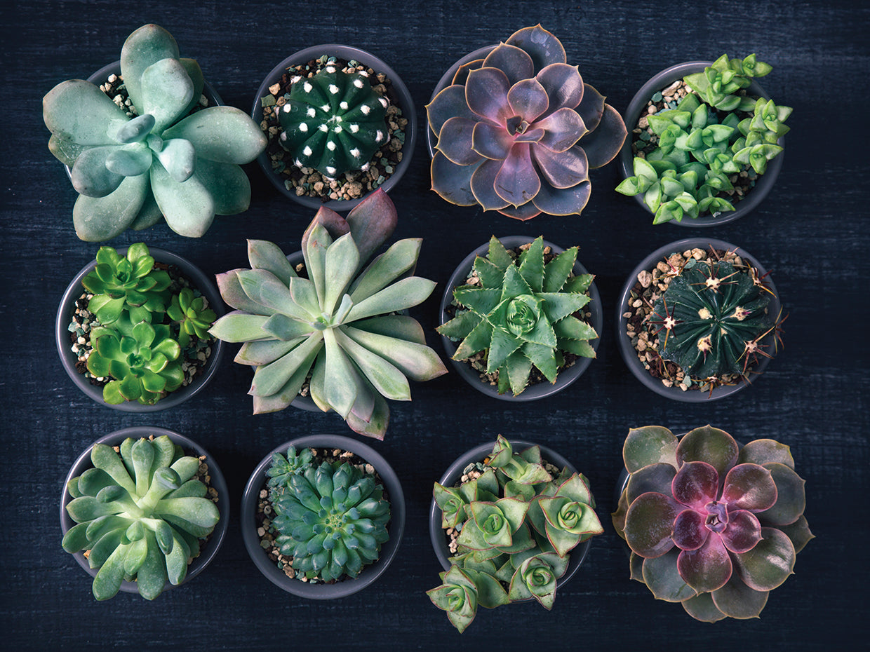 Desert by the Dozen