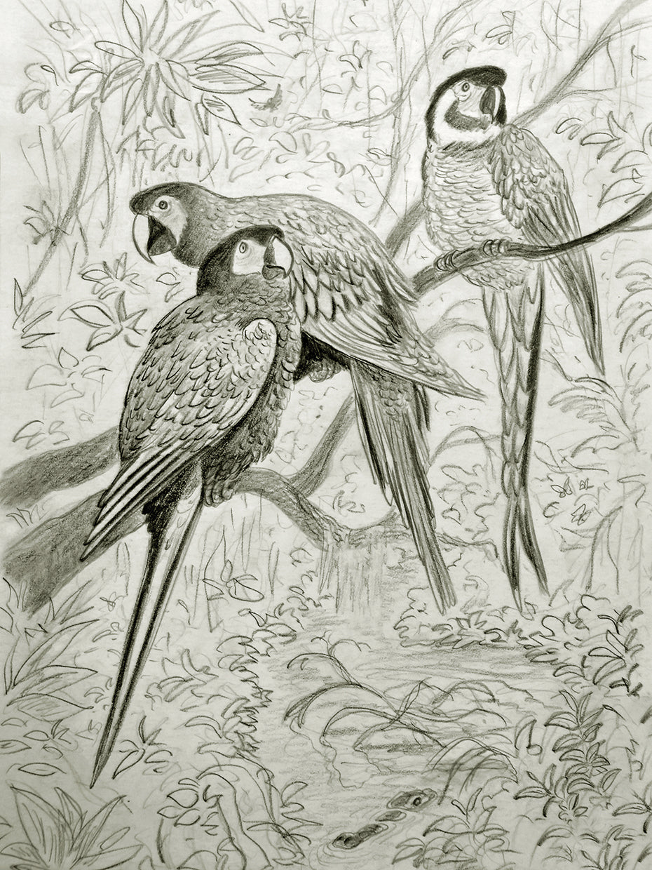 Magical Macaw Trio