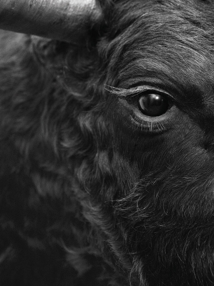 Arte de lienzo de retrato de toro blanco y negro