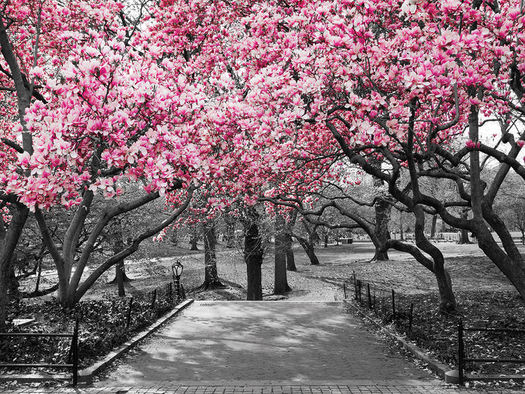 NYC Pink Park Blossoms