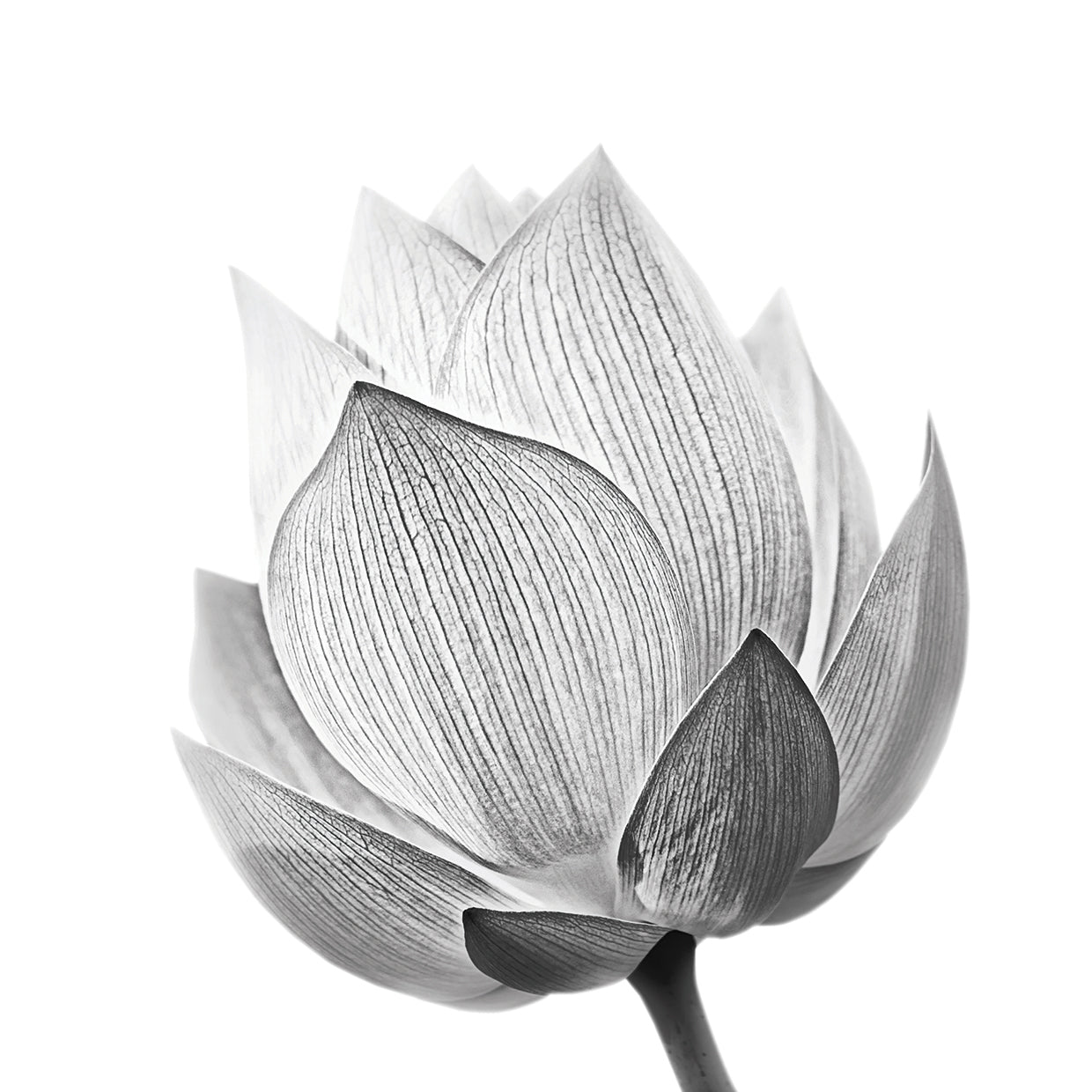 Silver Lotus on White