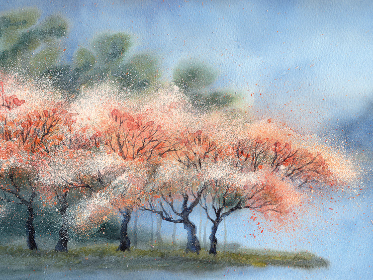 Pale Pink Cherry Blossom River