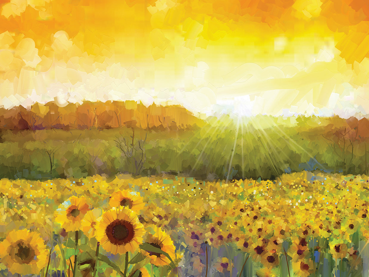 Sunflower Sunrays