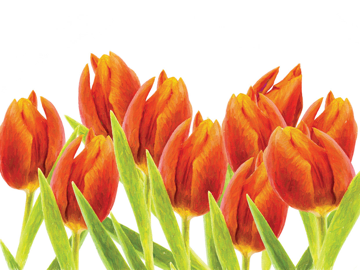 Richly Red Tulips