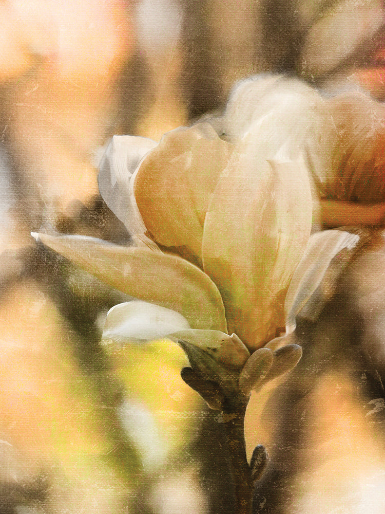 Arte japonés de la lona de la magnolia de la primavera