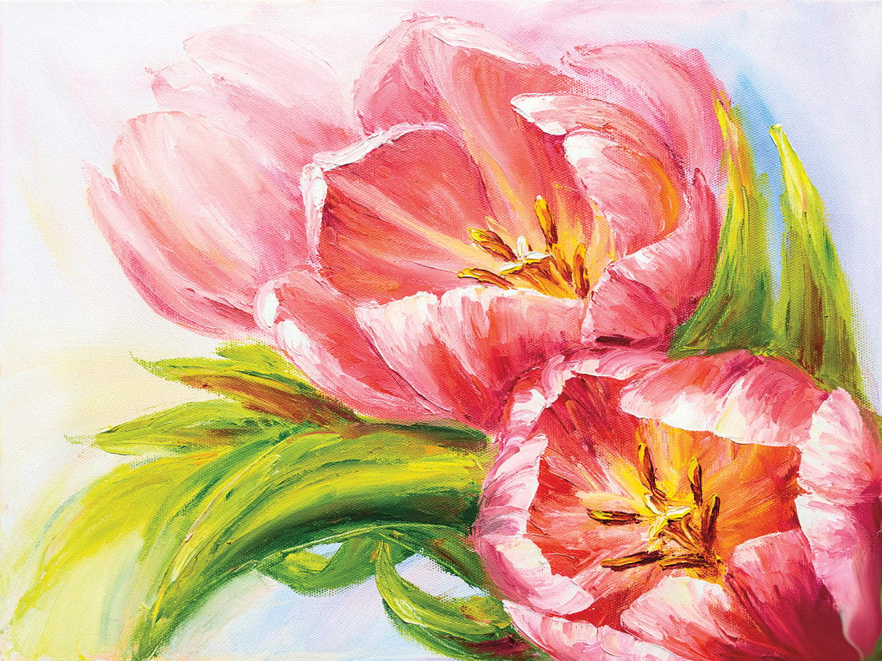 Fresh Pink Spring Tulips